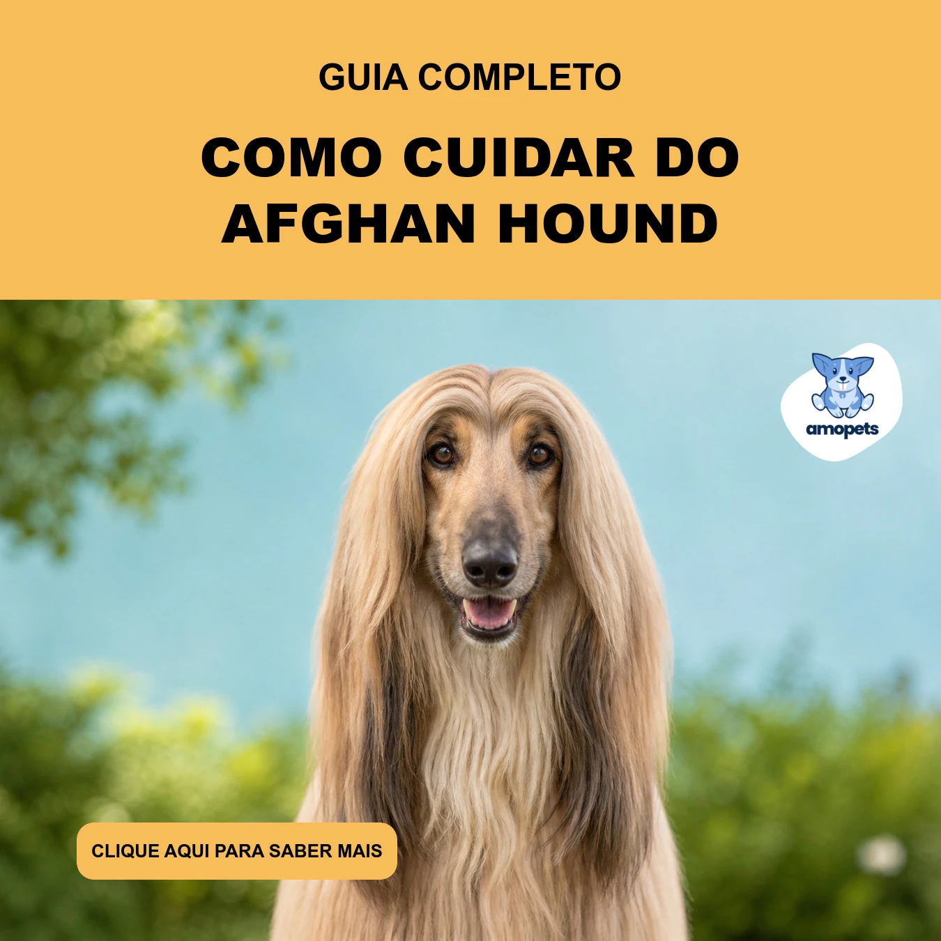 Guia de Como Cuidar do Afghan Hound