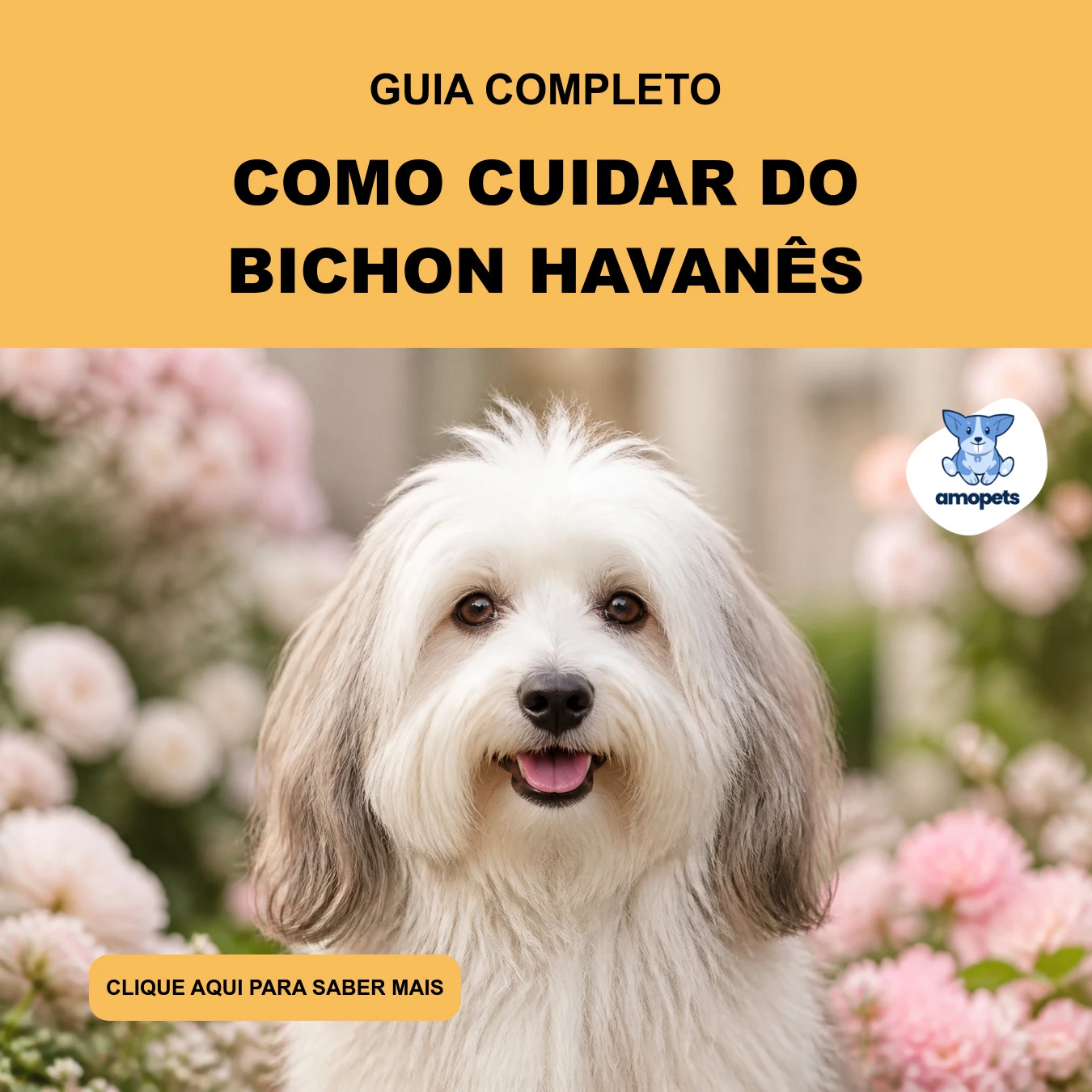 Guia de Como Cuidar do Bichon Havanês