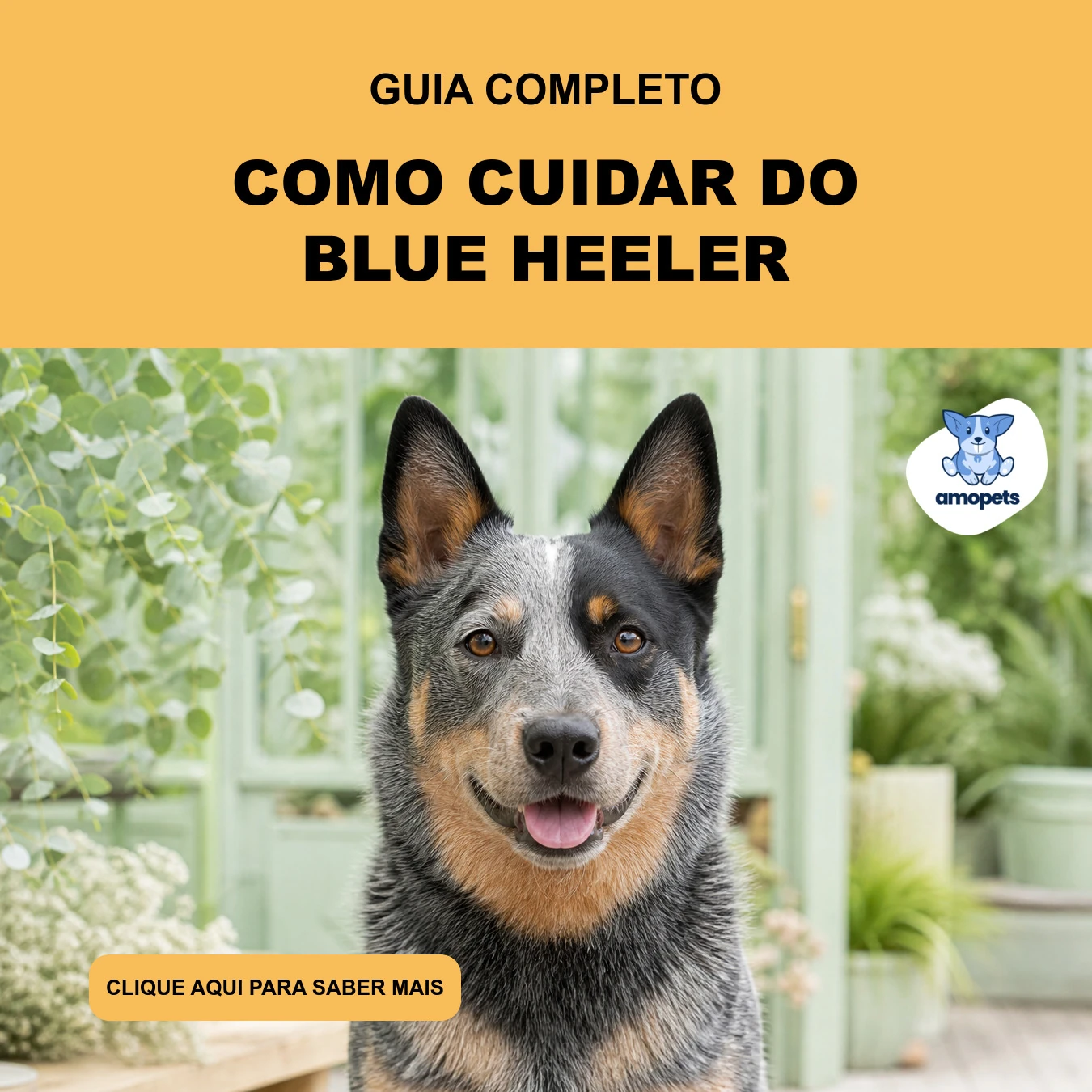 Guia de Como Cuidar do Blue Heeler