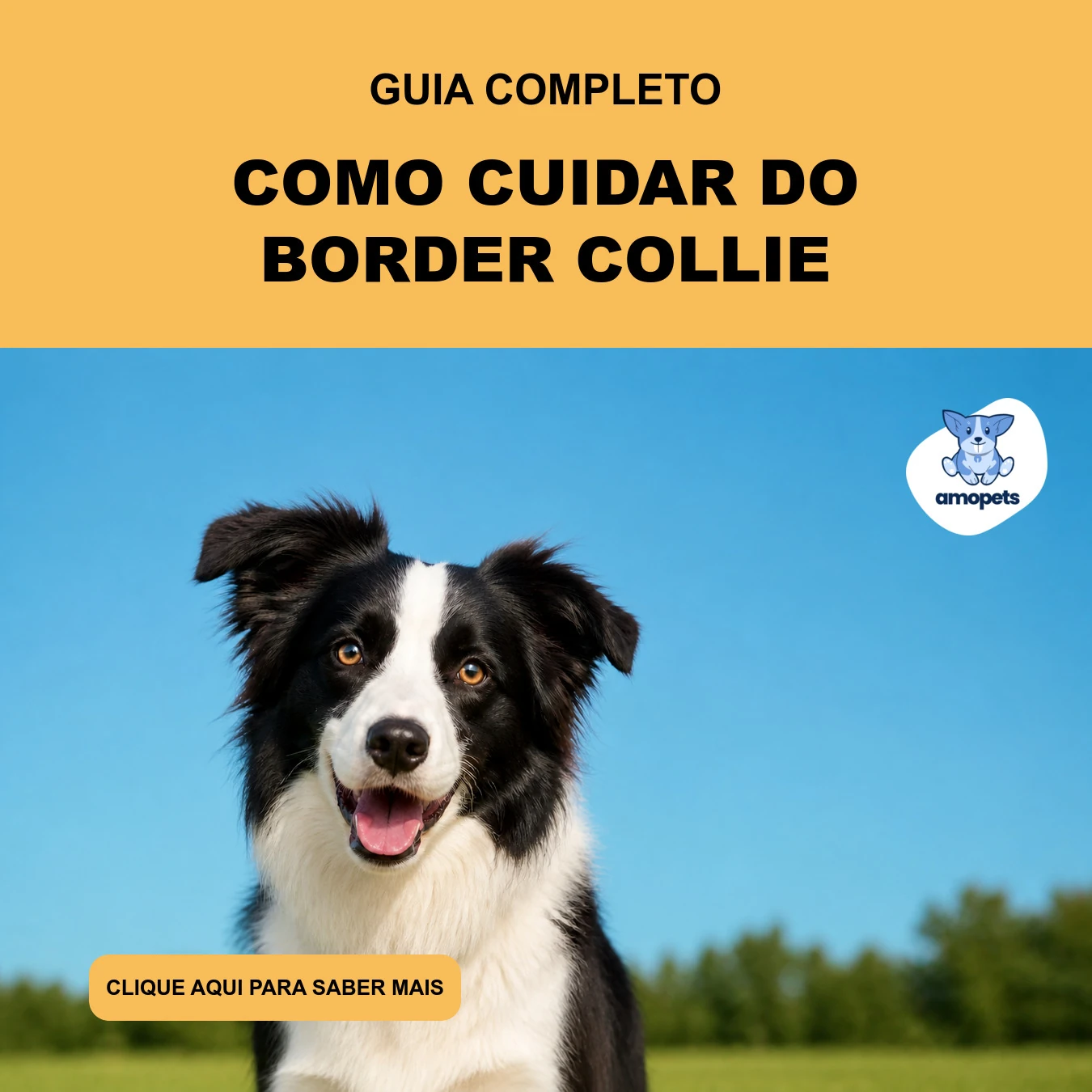 Guia de Como Cuidar do Border Collie