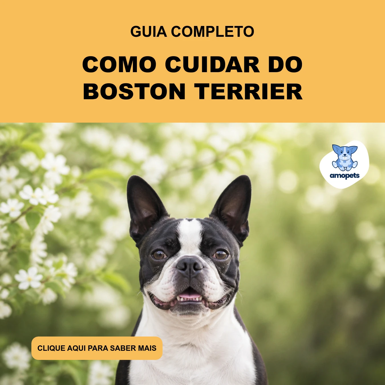 Guia de Como Cuidar do Boston Terrier