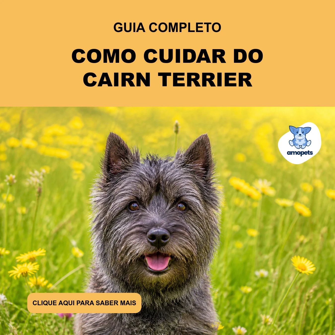 Guia de Como Cuidar do Cairn Terrier
