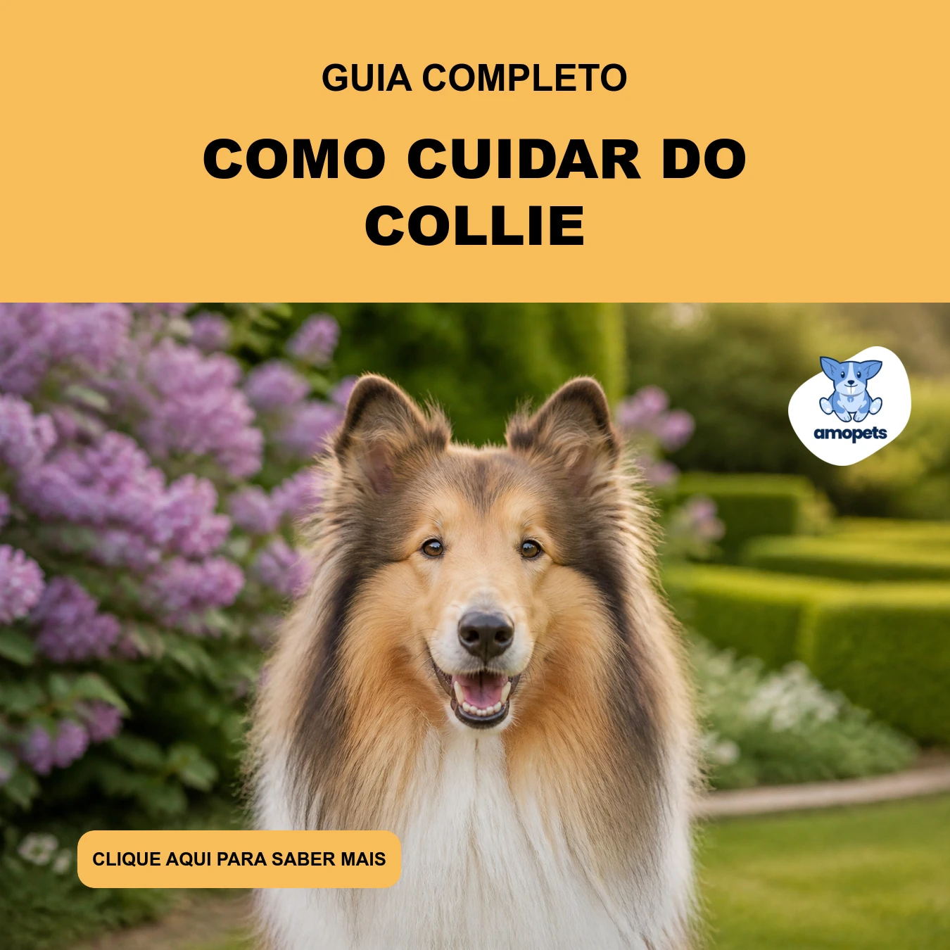 Guia de Como Cuidar do Collie