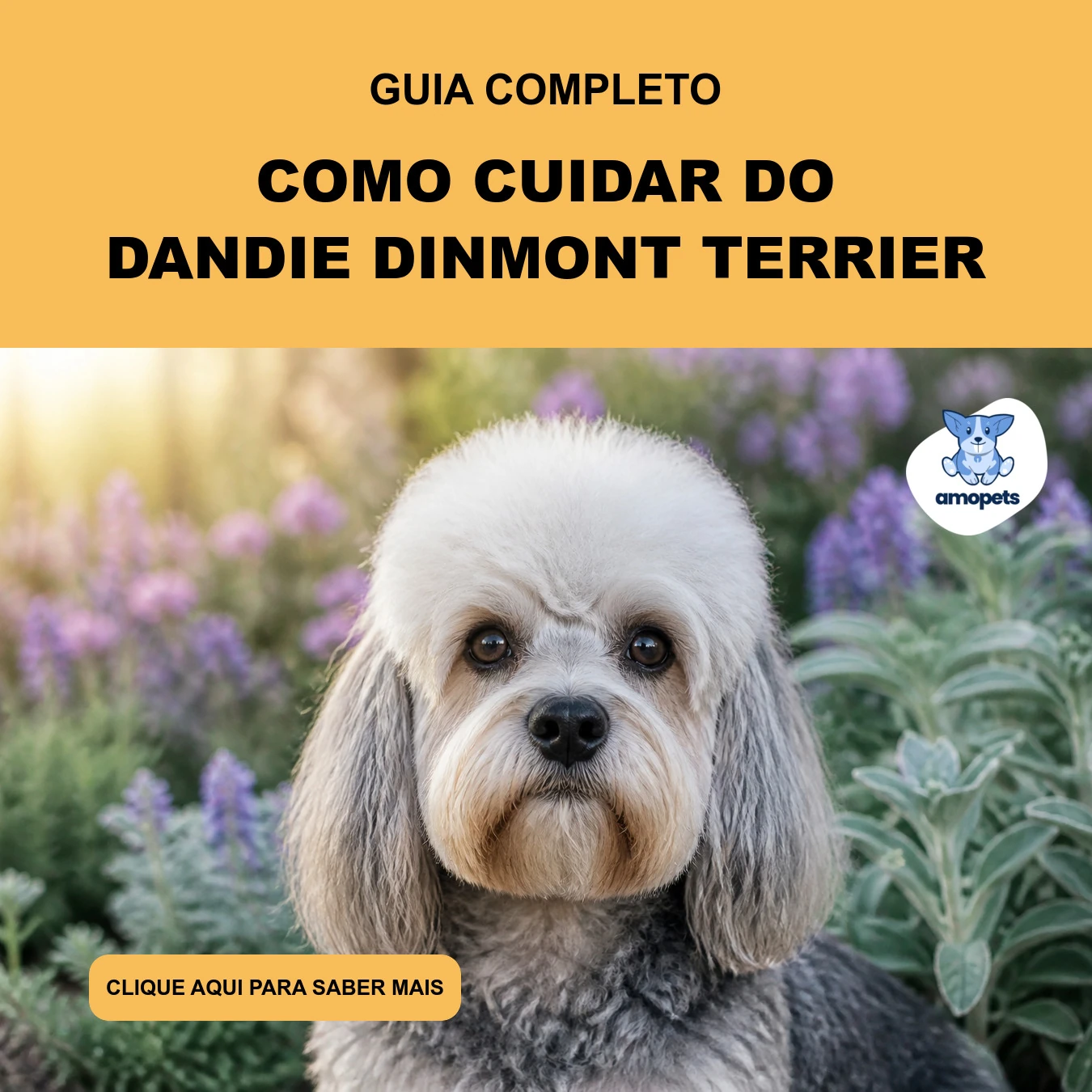 Como Cuidar do Dandie Dinmont Terrier