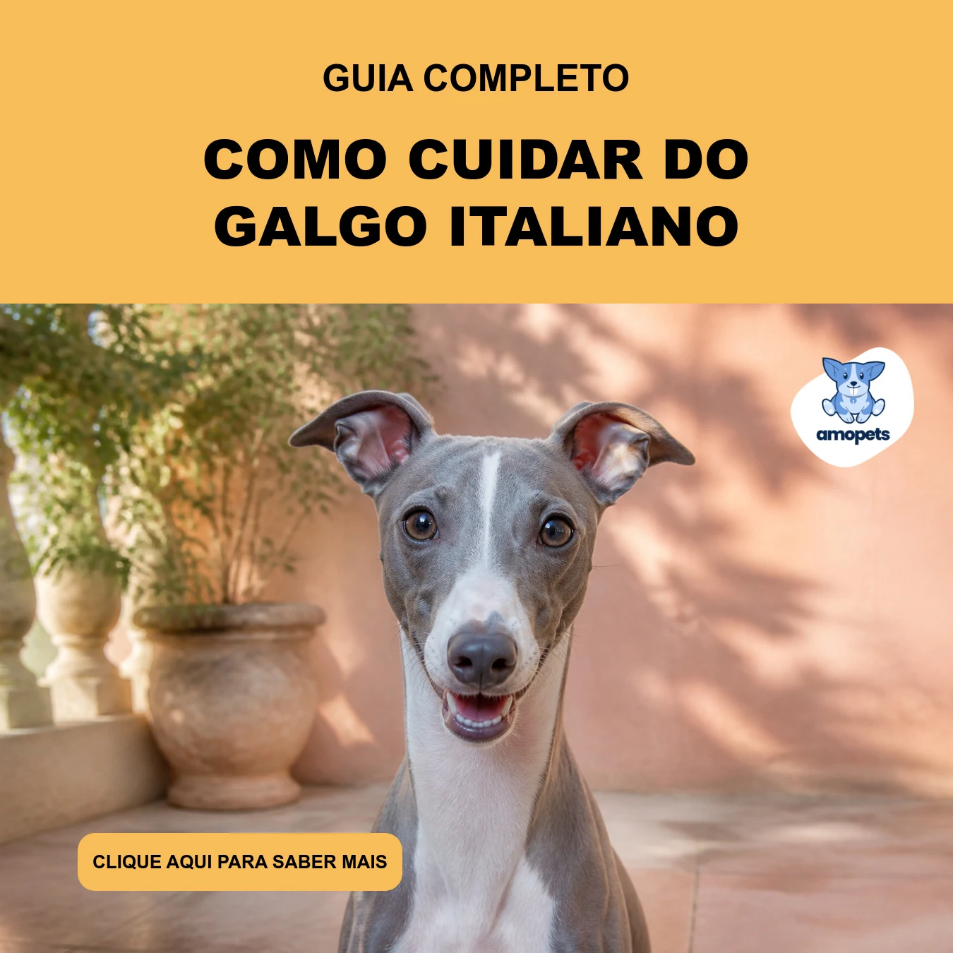Guia de Como Cuidar do Galgo Italiano