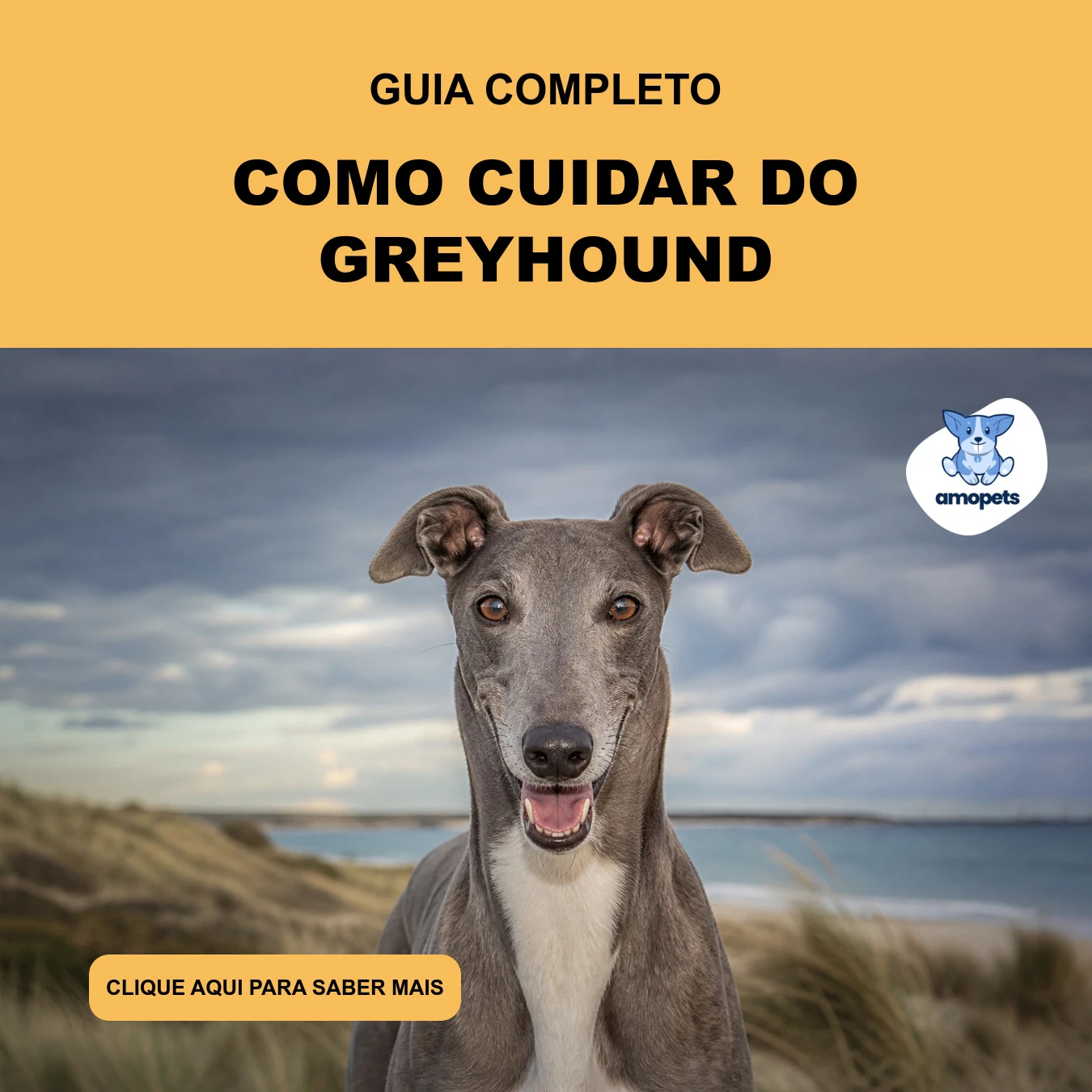 Guia de Como Cuidar do Greyhound