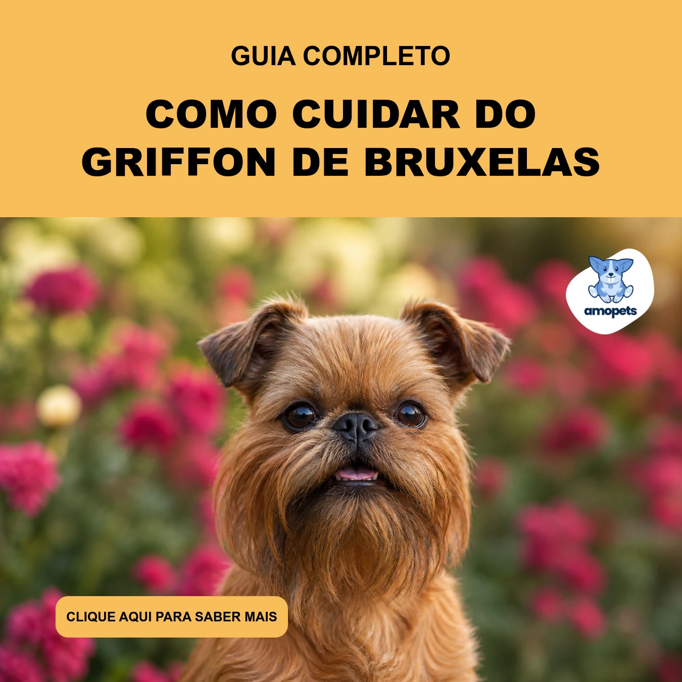 Como Cuidar do Griffon de Bruxelas