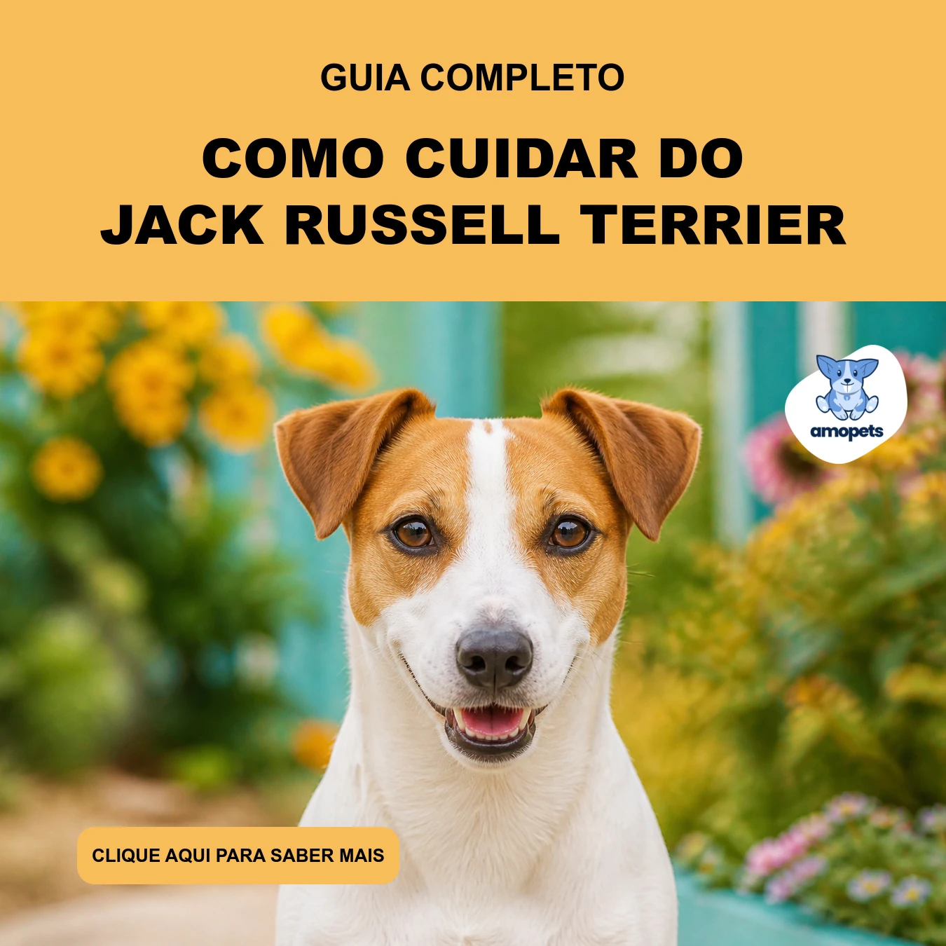 Como Cuidar do Jack Russell Terrier