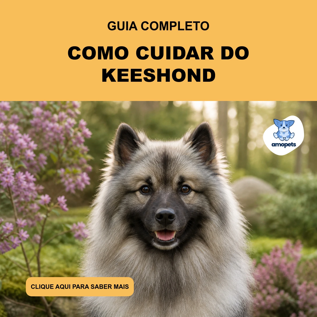 Guia de Como Cuidar do Keeshond