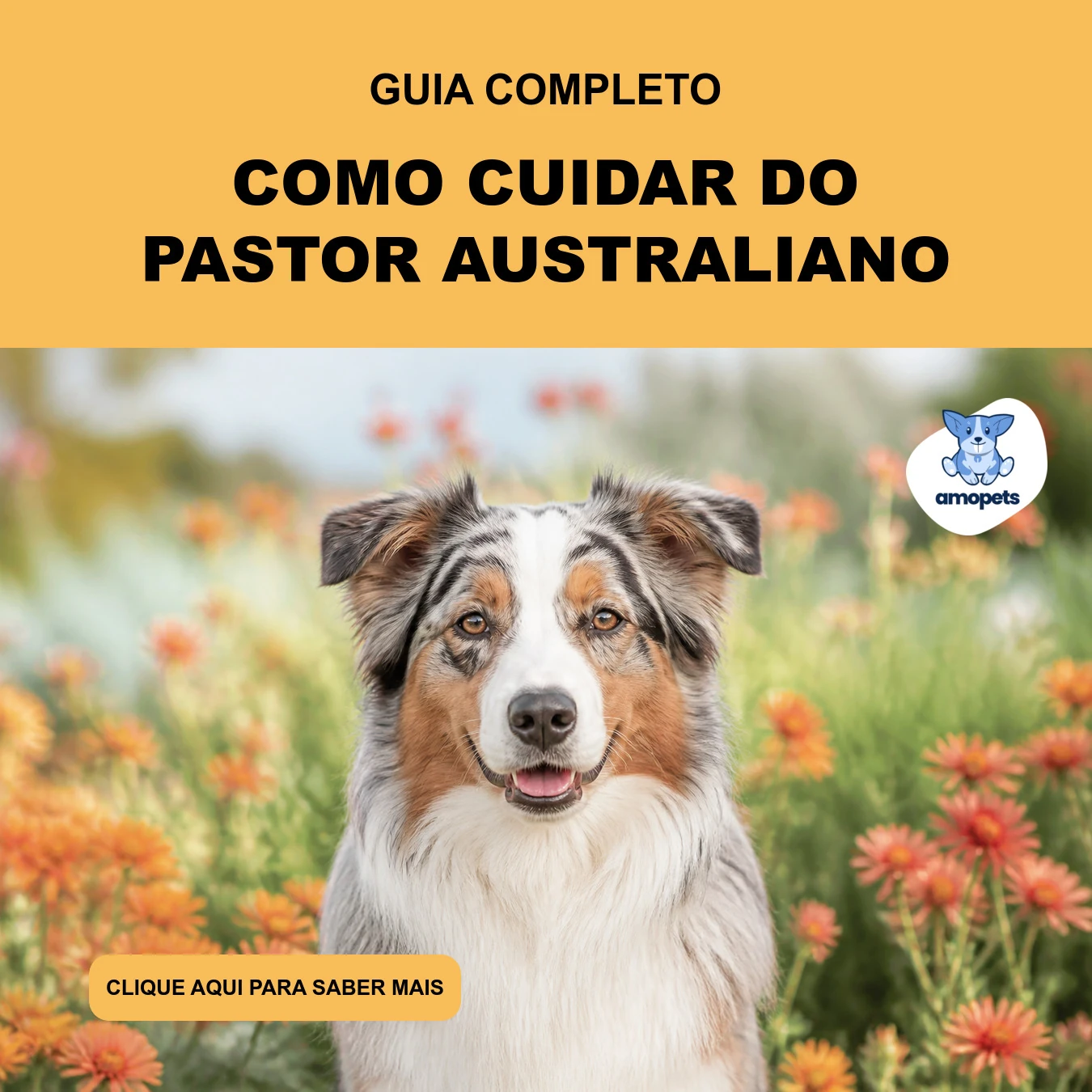 Guia de Como Cuidar do Pastor Australiano