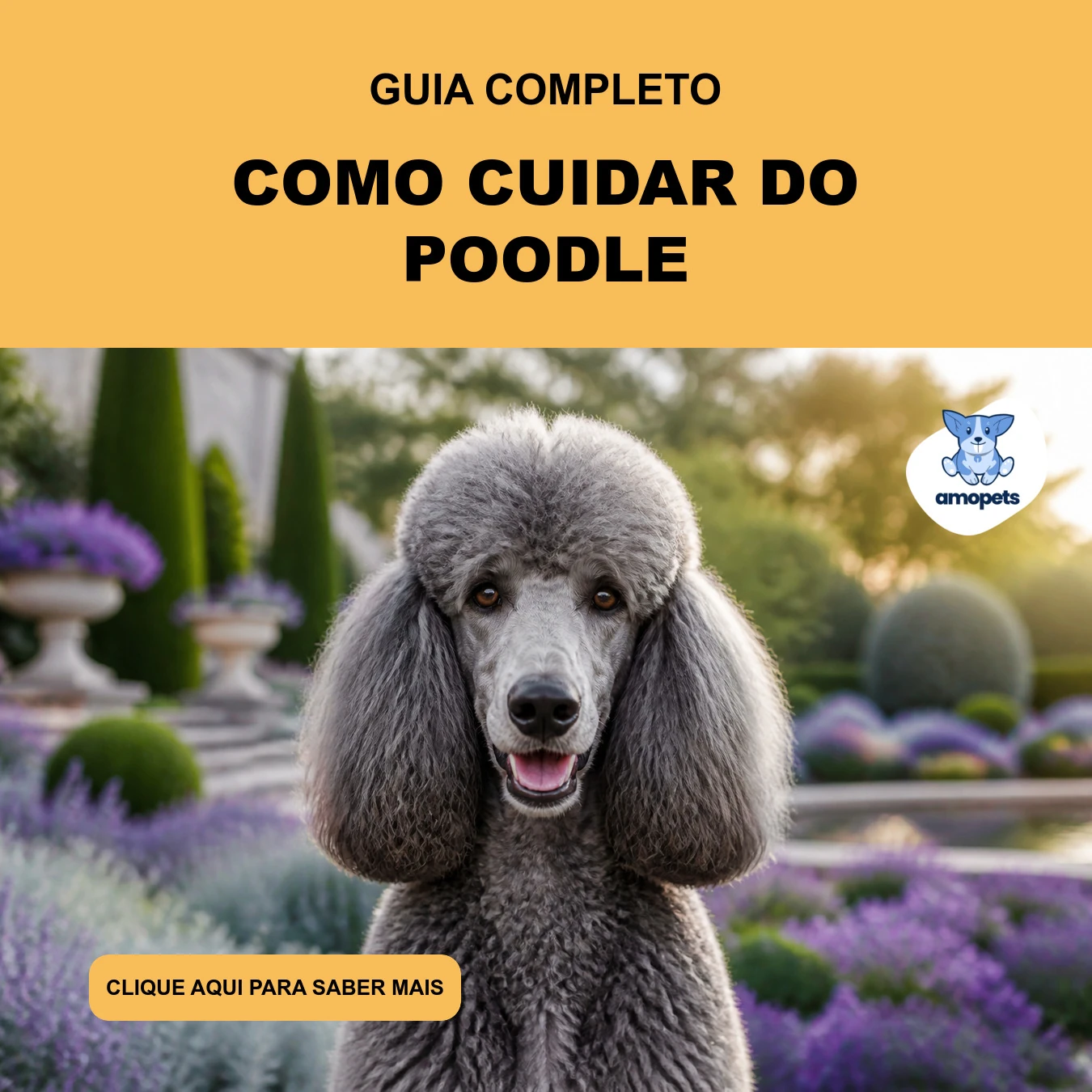 Guia de Como Cuidar do Poodle