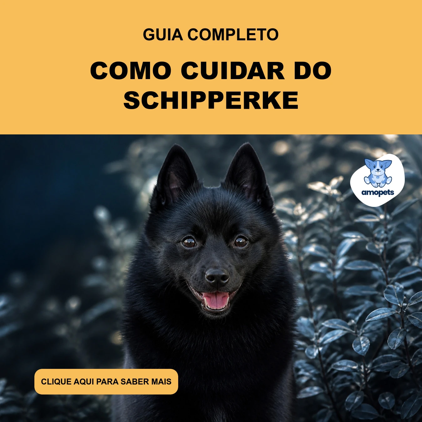 Guia de Como Cuidar do Schipperke