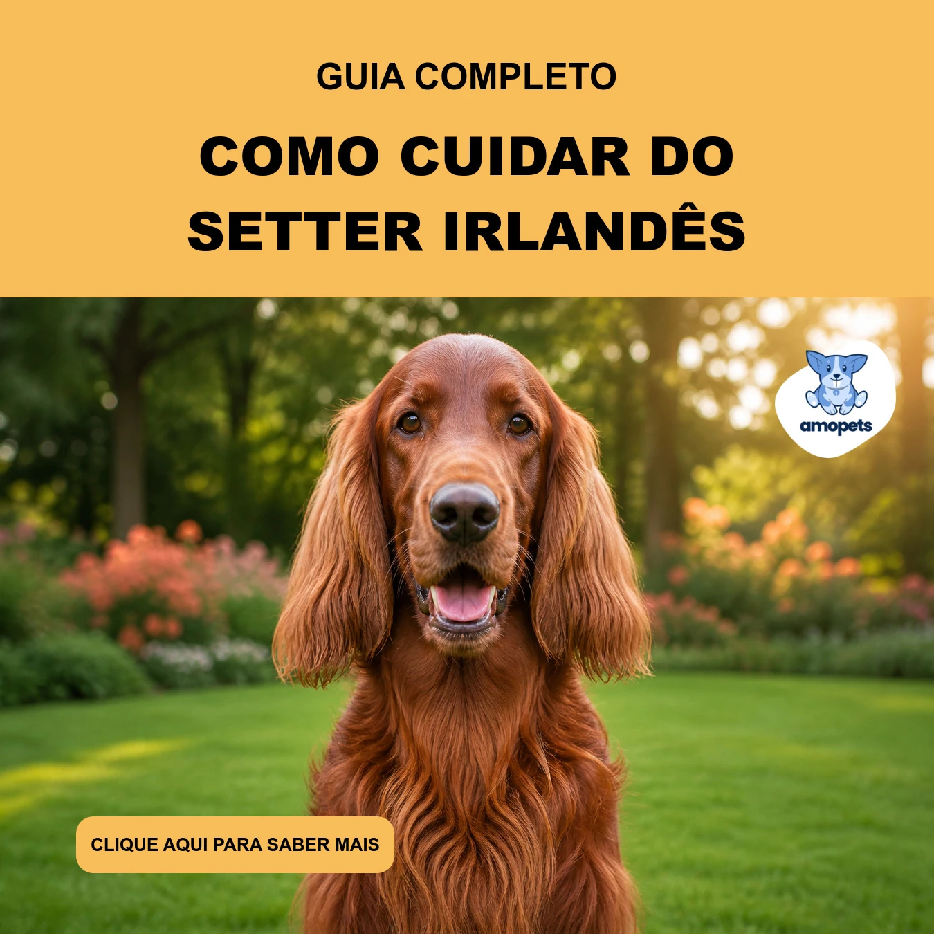 Guia de Como Cuidar do Setter Irlandês