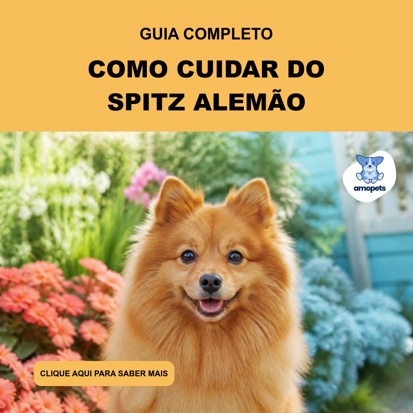 Guia de Como Cuidar do Spitz Alemão