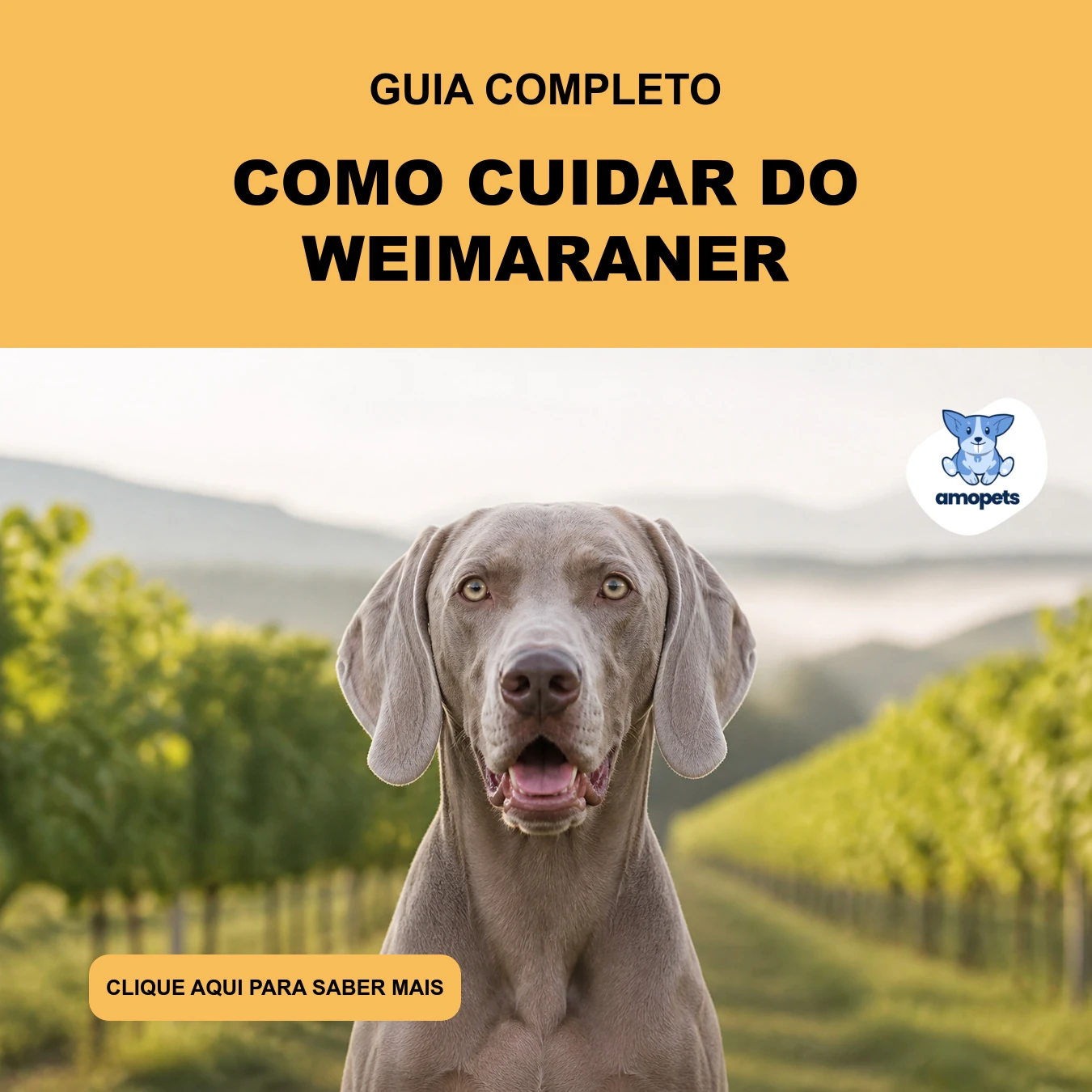 Guia de Como Cuidar do Weimaraner