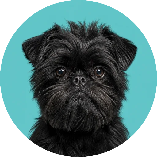Retrato frontal de cachorro da raça Affenpinscher em fundo turquesa