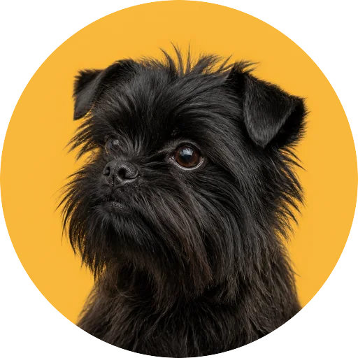Retrato em ângulo três quartos de cachorro da raça Affenpinscher em fundo mostarda