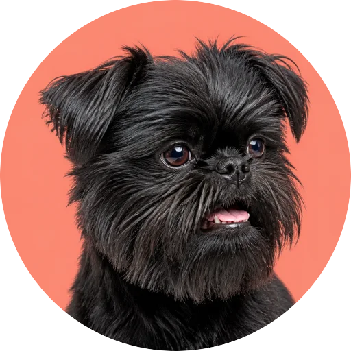 Retrato em ângulo três quartos de cachorro da raça Affenpinscher em fundo coral