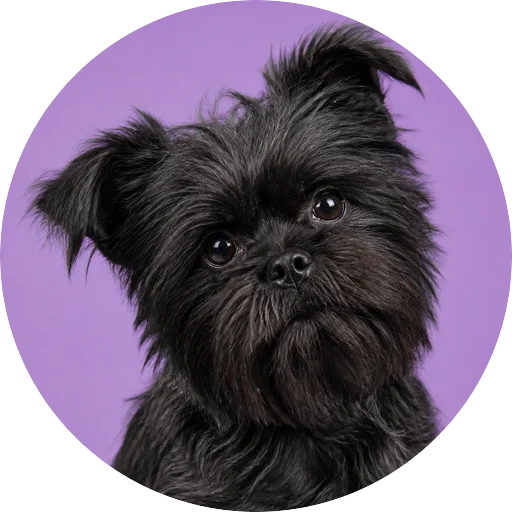 Retrato de cachorro da raça Affenpinscher com leve inclinação da cabeça em fundo lilás