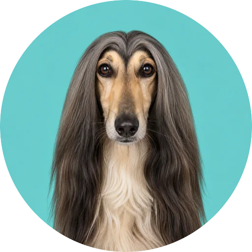 Retrato frontal de cachorro da raça Afghan Hound em fundo turquesa