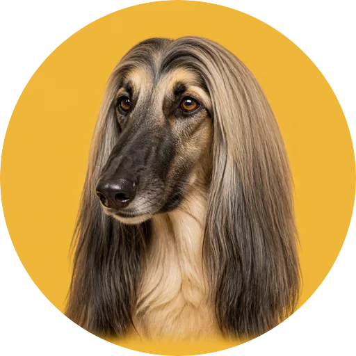 Retrato em ângulo três quartos de cachorro da raça Afghan Hound em fundo mostarda