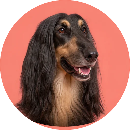 Retrato em ângulo três quartos de cachorro da raça Afghan Hound em fundo coral