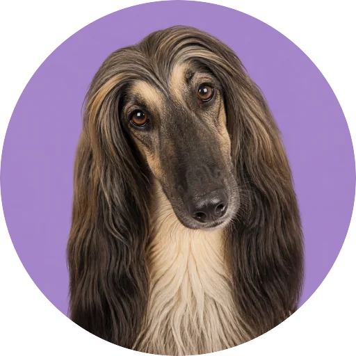 Retrato de cachorro da raça Afghan Hound com leve inclinação da cabeça em fundo lilás