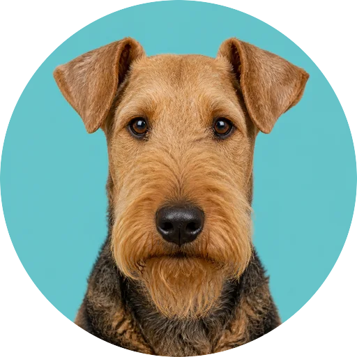 Retrato frontal de cachorro da raça Airedale Terrier em fundo turquesa