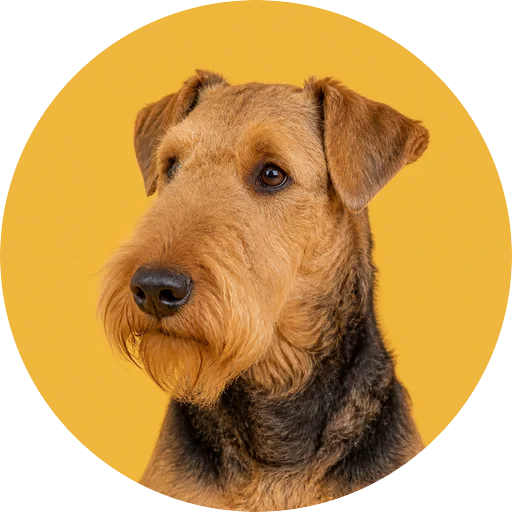 Retrato em ângulo três quartos de cachorro da raça Airedale Terrier em fundo mostarda