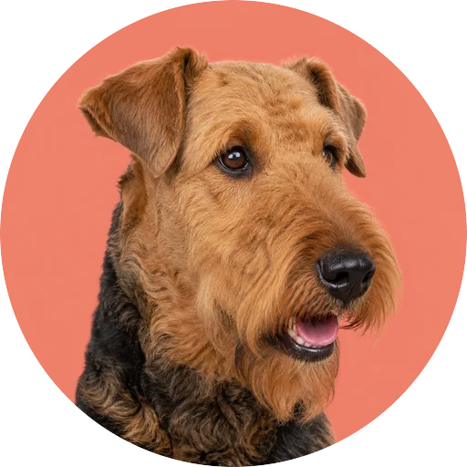 Retrato em ângulo três quartos de cachorro da raça Airedale Terrier em fundo coral