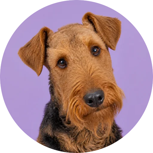 Retrato de cachorro da raça Airedale Terrier com leve inclinação da cabeça em fundo lilás
