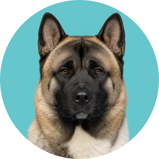 Retrato frontal de cachorro da raça Akita Americano em fundo turquesa