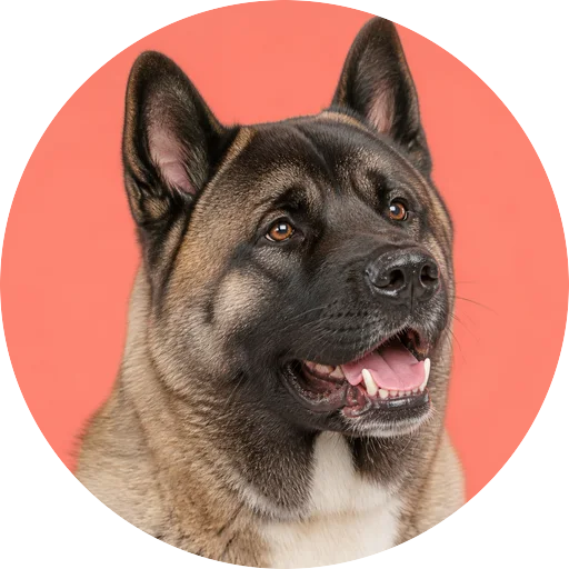 Retrato em ângulo três quartos de cachorro da raça Akita Americano em fundo coral