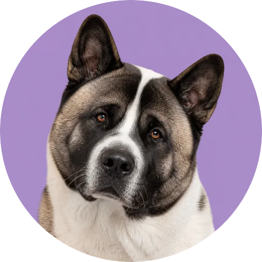 Retrato de cachorro da raça Akita Americano com leve inclinação da cabeça em fundo lilás