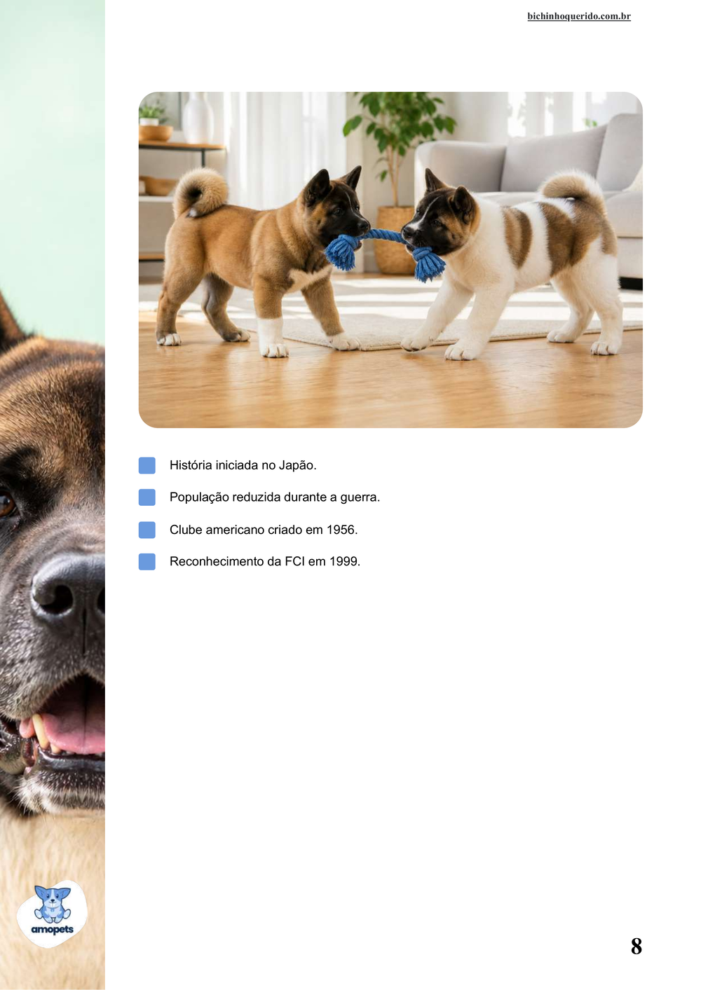 características do Akita Americano no e-book Guia de Como Cuidar do Akita Americano