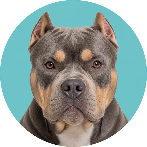 Retrato frontal de cachorro da raça American Bully em fundo turquesa