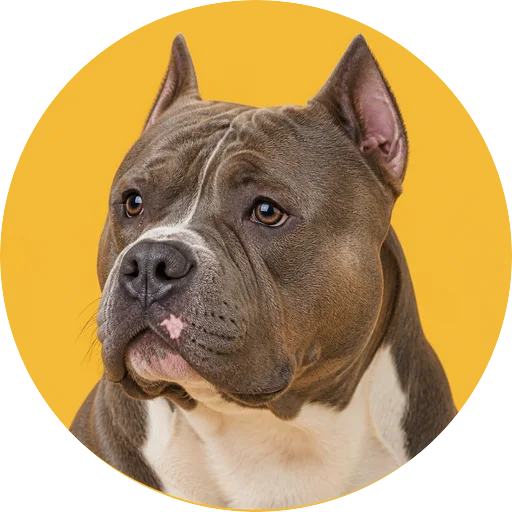 Retrato em ângulo três quartos de cachorro da raça American Bully em fundo mostarda