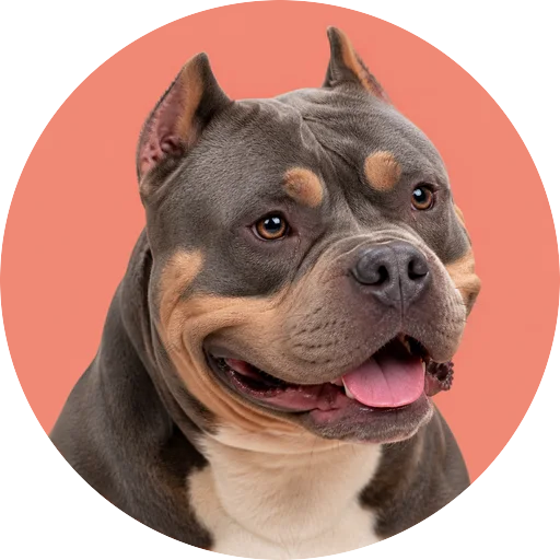Retrato em ângulo três quartos de cachorro da raça American Bully em fundo coral