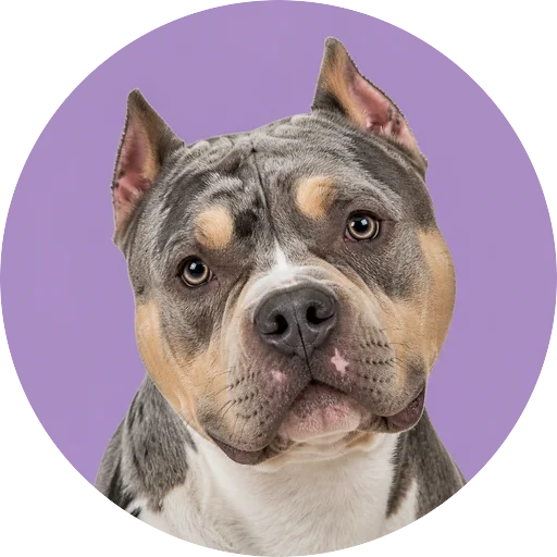 Retrato de cachorro da raça American Bully com leve inclinação da cabeça em fundo lilás