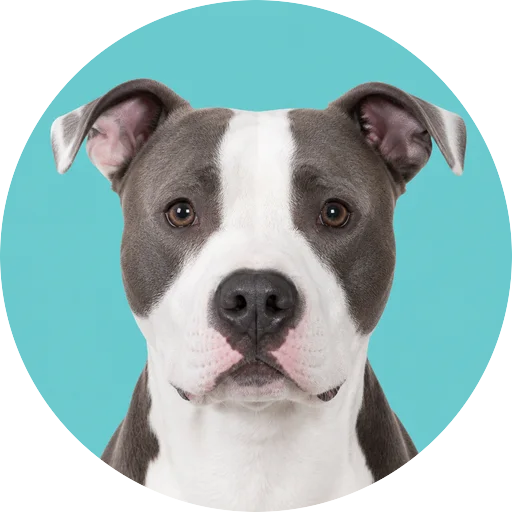 Retrato frontal de cachorro da raça American Staffordshire Terrier em fundo turquesa