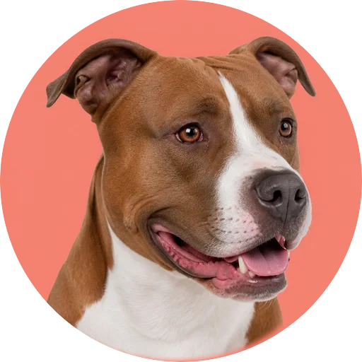 Retrato em ângulo três quartos de cachorro da raça American Staffordshire Terrier em fundo coral