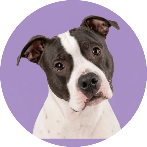Retrato de cachorro da raça American Staffordshire Terrier com leve inclinação da cabeça em fundo lilás