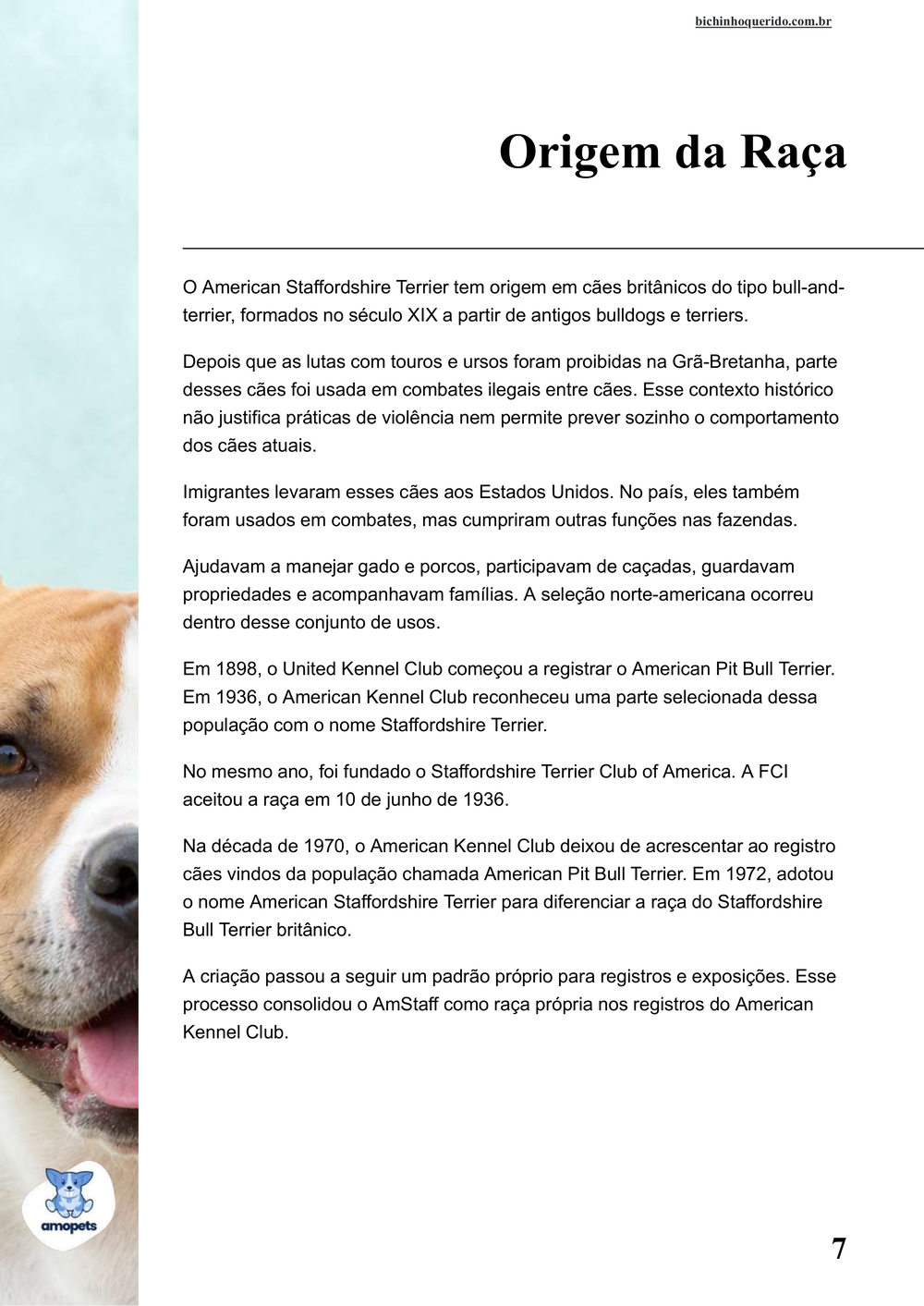 origem da raça no e-book Guia de Como Cuidar do American Staffordshire Terrier