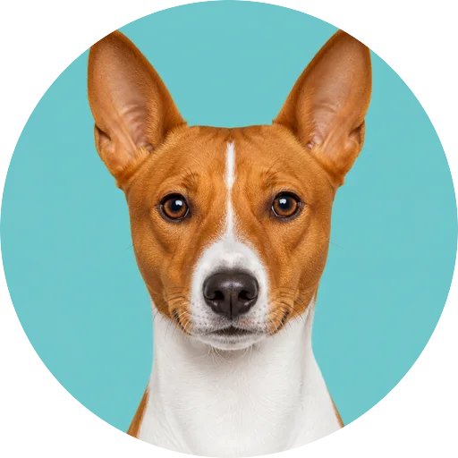 Retrato frontal de cachorro da raça Basenji em fundo turquesa
