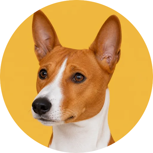 Retrato em ângulo três quartos de cachorro da raça Basenji em fundo mostarda