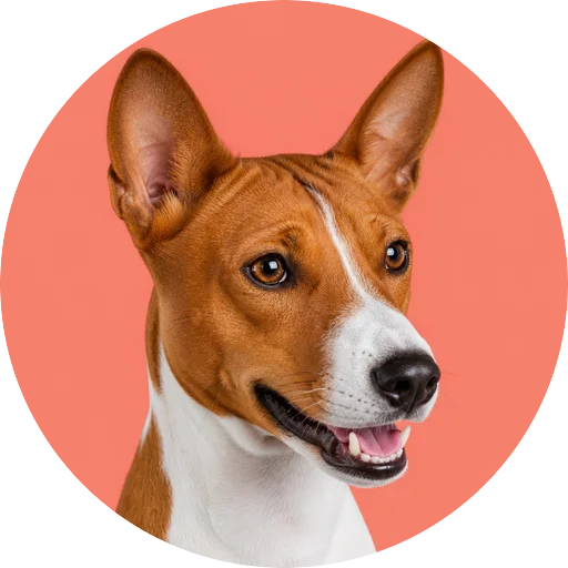 Retrato em ângulo três quartos de cachorro da raça Basenji em fundo coral