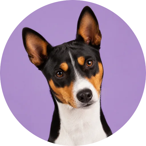 Retrato de cachorro da raça Basenji com leve inclinação da cabeça em fundo lilás