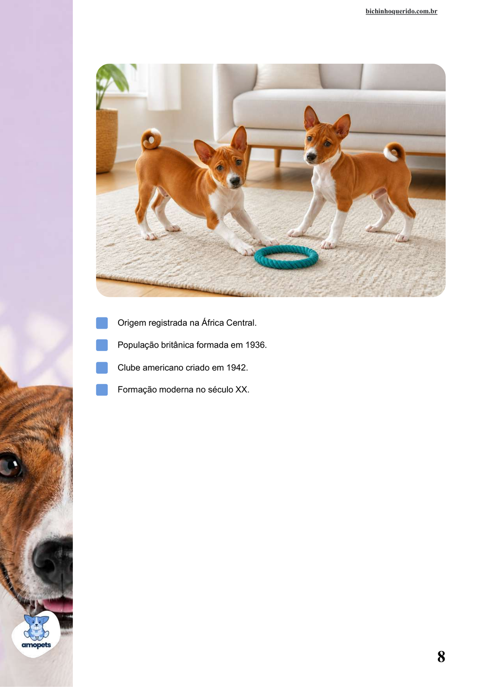 características do Basenji no e-book Guia de Como Cuidar do Basenji