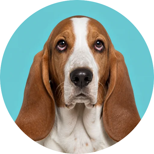 Retrato frontal de cachorro da raça Basset Hound em fundo turquesa