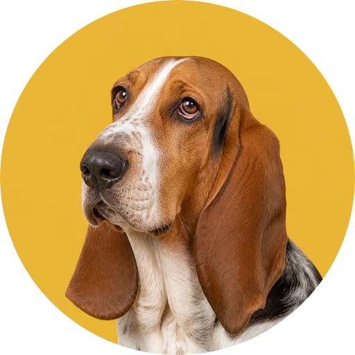 Retrato em ângulo três quartos de cachorro da raça Basset Hound em fundo mostarda